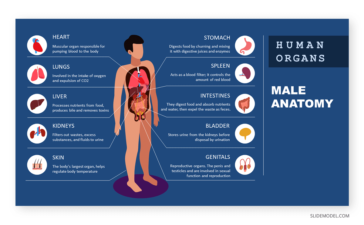 Human Anatomy Infographics in school lesson for audience engagement