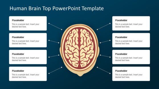 Presentation of Human Brain Labels