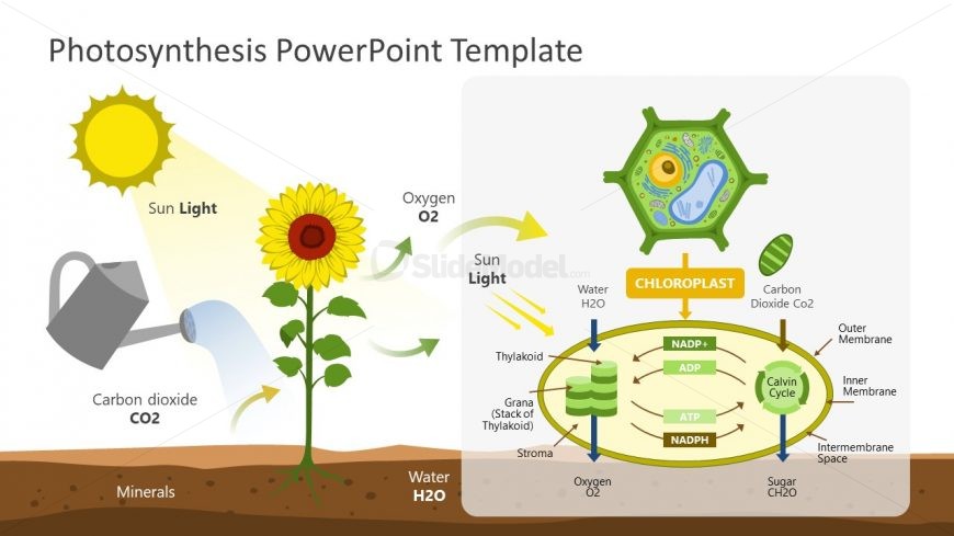 PowerPoint Photosynthesis Labelled Diagram