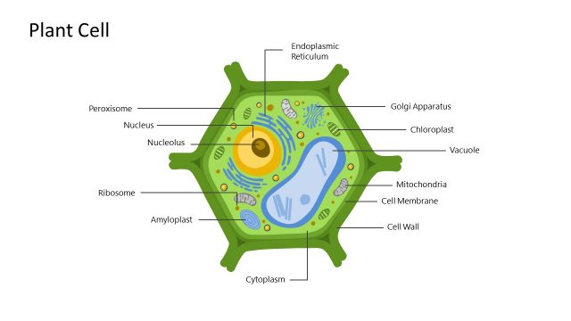 Photosynthesis Plant Cell Diagram Design PPT