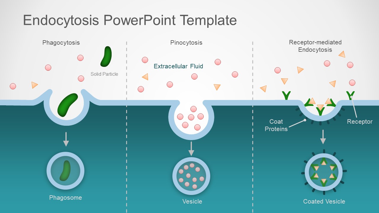 Endocytosis Powerpoint Template Slidemodel