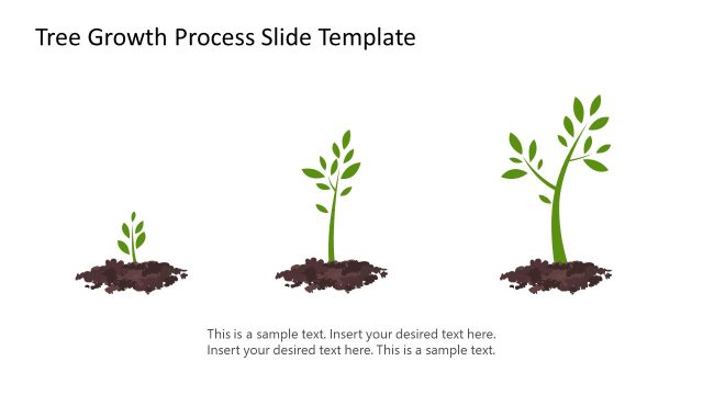Tree Growth Process Template for Presentation