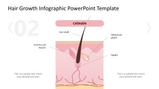 Hair Growth Infographic PPT Diagram Slide 