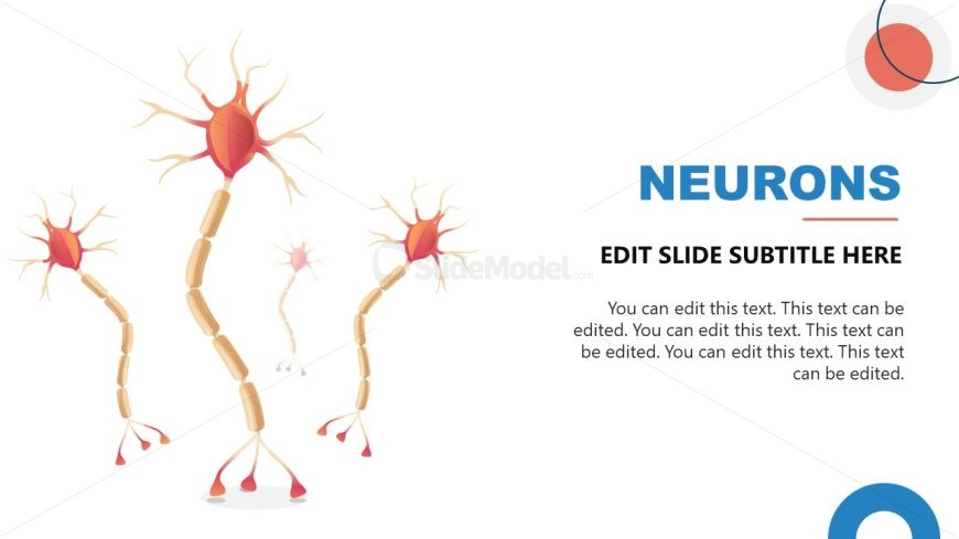 PPT Template for Neuroscience Presentation 