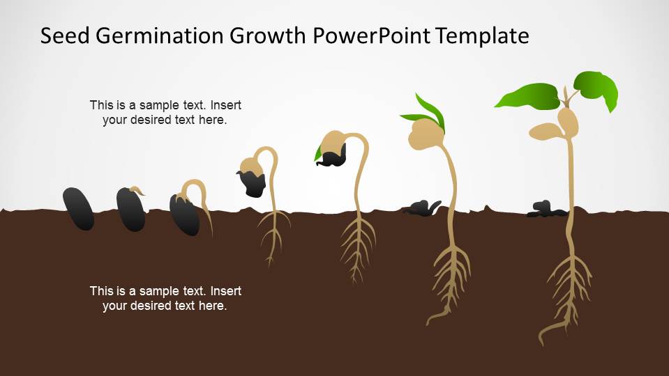 growth statistical model Germination Seed PowerPoint  Template  Growth SlideModel