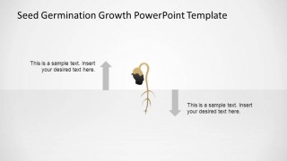 Seed Germinating with Stem and Roots