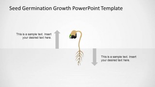 PowerPoint Seed Germinating into First Leaf