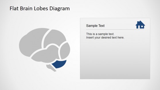 Cerebellum Brain Lobe Cross Sectional Diagram for PowerPoint