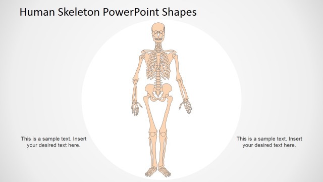 Human Skeleton PowerPoint Shapes
