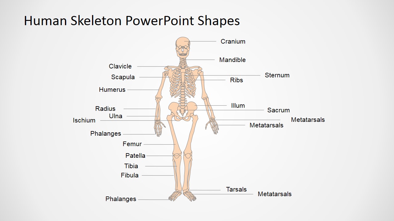 Presentation Of The Human Body In Powerpoint Slidemodel