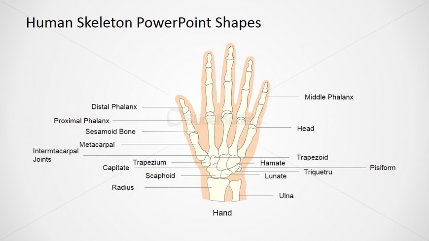 Human Body Systems Presentation