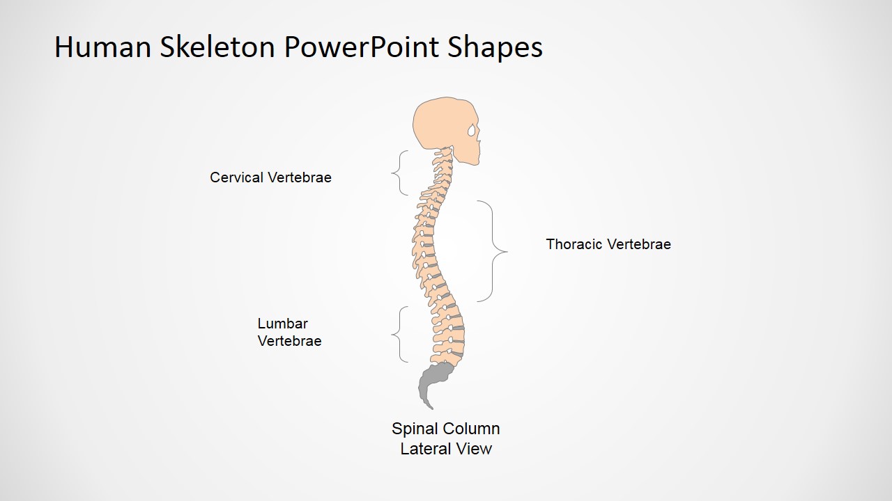 Human Skeleton PowerPoint Shapes SlideModel Human Skeleton PowerPoint Shapes SlideModel
