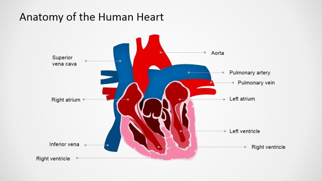 Anatomy of the Human Heart PowerPoint Shapes
