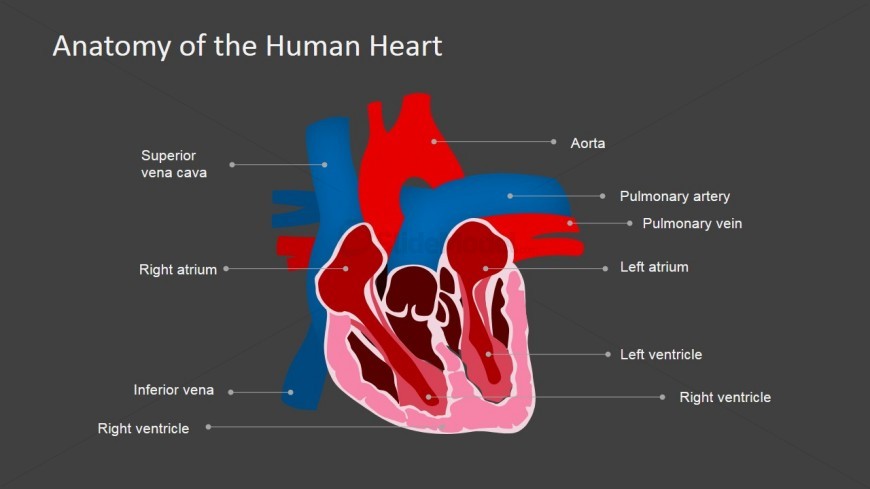 Organ Muscle PowerPoint Presentation
