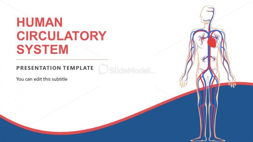 Editable Templates for Circulatory System