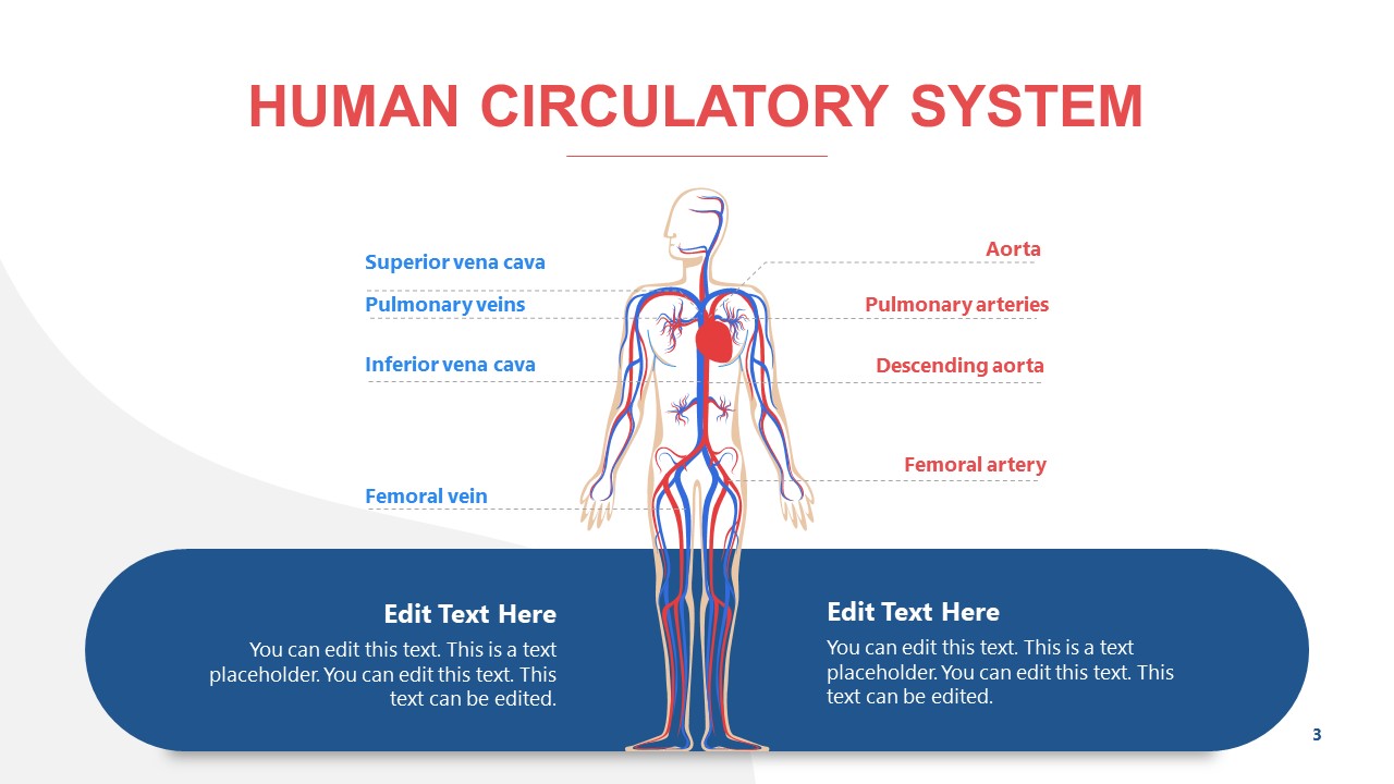 Label Diagram Template of Circulatory System