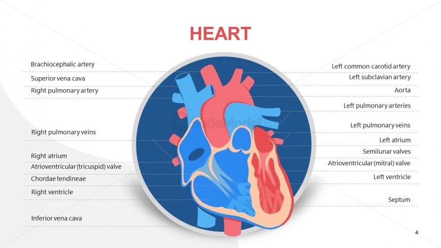 PowerPoint Diagram of Heart Function
