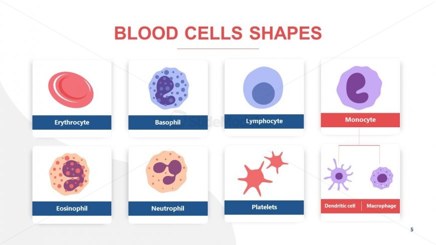 Vector Illustration of Blood Cells 