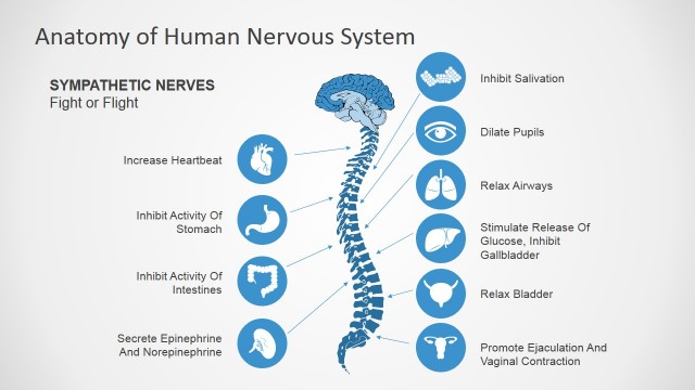 Sympathetic Nerves PowerPoint Diagram