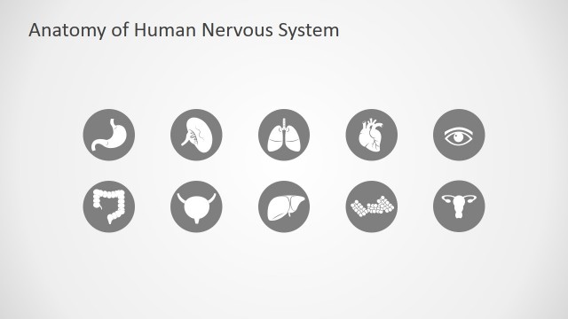 Human Anatomy PowerPoint Icons