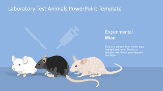 Laboratory Rats Testing PowerPoint