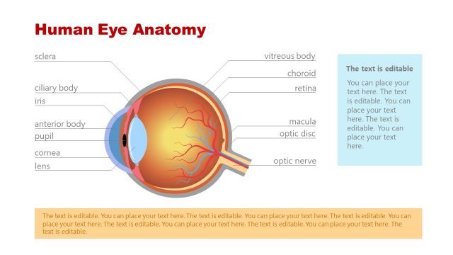 PowerPoint Presentation of Eye Anatomy Labels