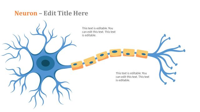 Animated Nervous System PowerPoint Neuron