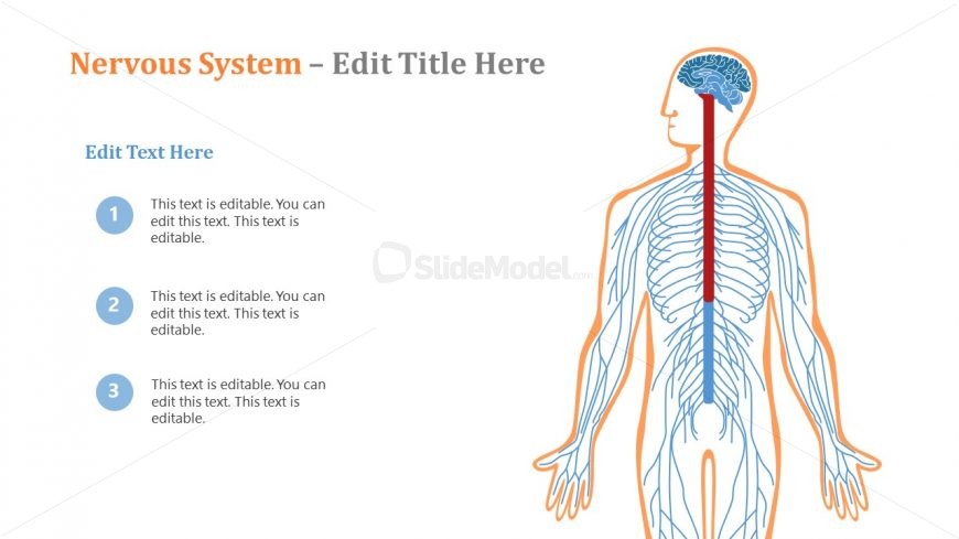 Presentation of Nervous System Human 