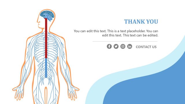 Presentation for Human Nervous System Template