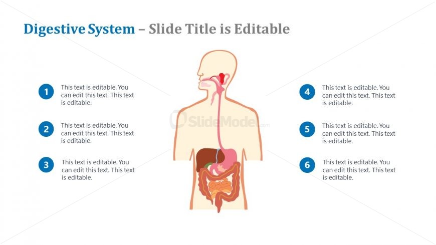 Presentation of Digestive System Diagram