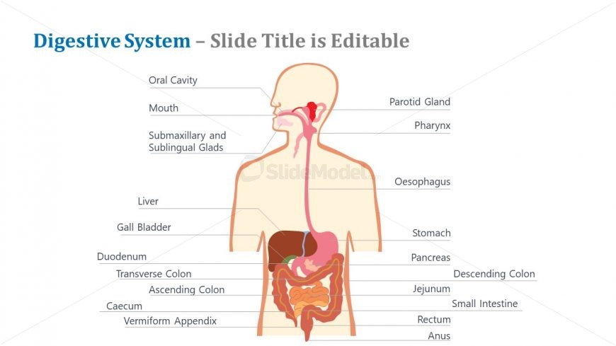 Labeled Template of Digestive System Diagram