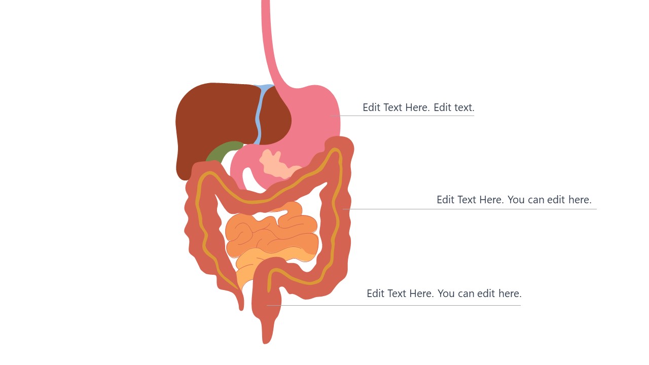 Medical PowerPoint Organs of Digestive System - SlideModel