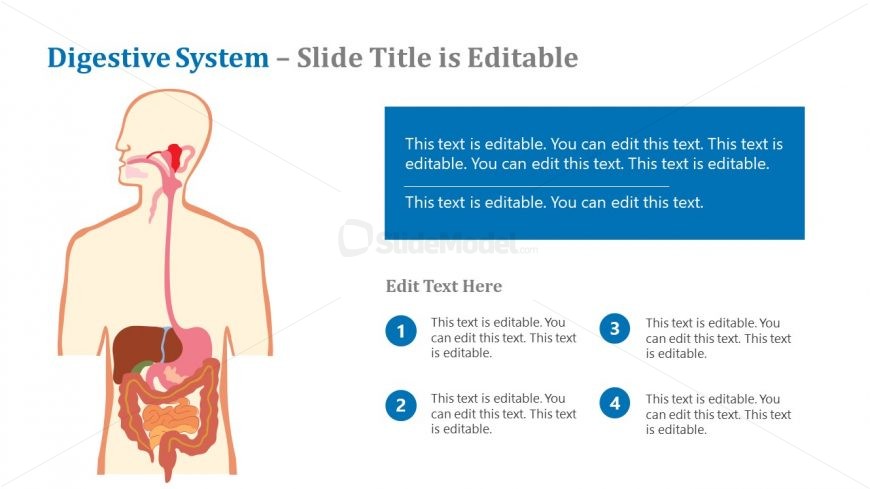 Presentation for Human Digestive System Diagram