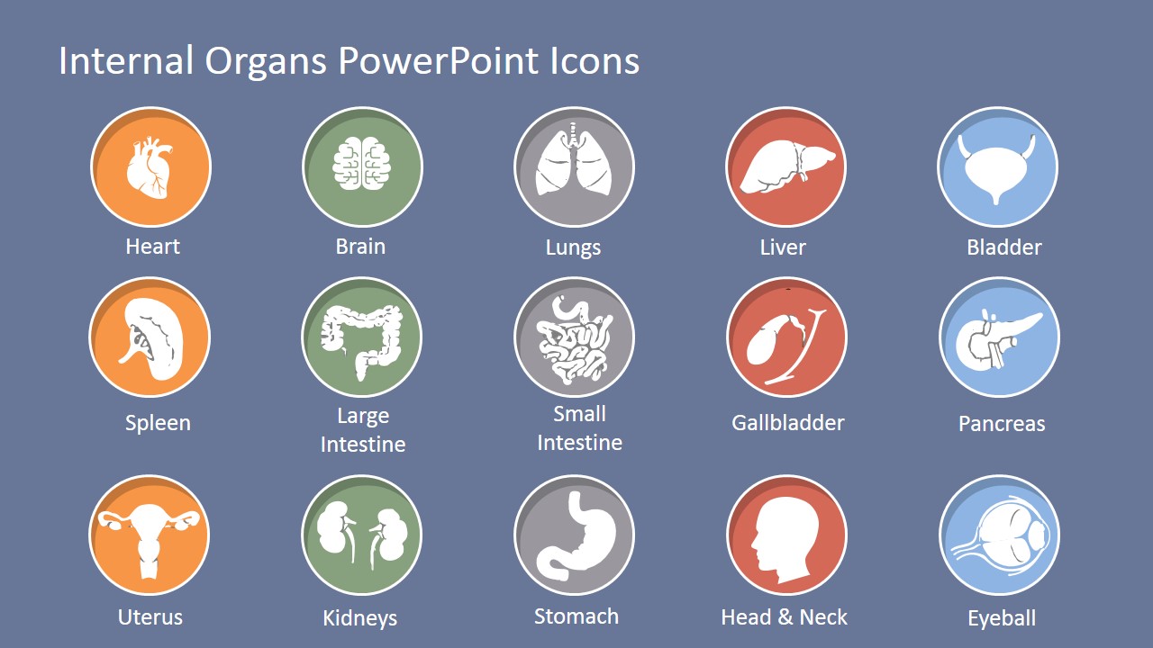 Human Internal Organs PowerPoint Icons - SlideModel