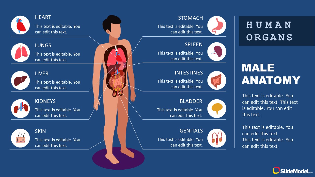 Male human organs powerpoint label diagram slidemodel